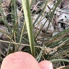 Juncus usitatus (Common Rush) at Aranda, ACT - 9 Sep 2023 by lbradley