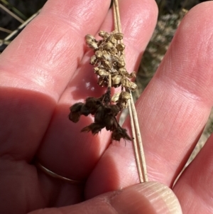 Juncus usitatus at Aranda, ACT - 9 Sep 2023