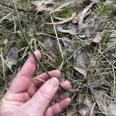 Thelymitra (genus) (sun orchids) at Aranda, ACT - 9 Sep 2023 by lbradley