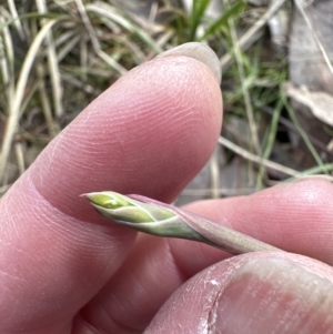 Thelymitra sp. at Aranda, ACT - 9 Sep 2023