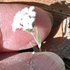 Leucopogon virgatus (Common Beard-heath) at Aranda, ACT - 9 Sep 2023 by lbradley