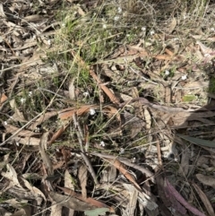 Leucopogon virgatus at Aranda, ACT - 9 Sep 2023