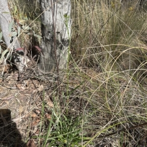 Senecio prenanthoides at Aranda, ACT - 9 Sep 2023