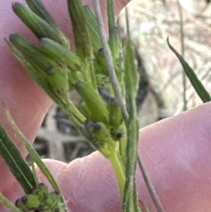 Senecio prenanthoides at Aranda, ACT - 9 Sep 2023