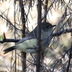 Acanthiza reguloides (Buff-rumped Thornbill) at Stromlo, ACT - 8 Sep 2023 by JimL