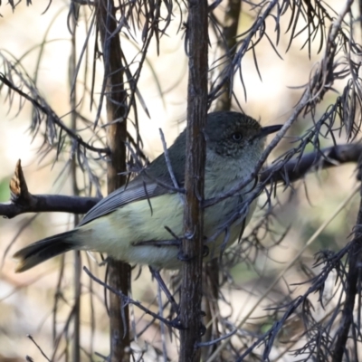 Acanthiza reguloides (Buff-rumped Thornbill) at Stromlo, ACT - 8 Sep 2023 by JimL