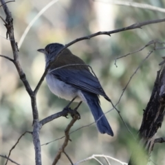 Colluricincla harmonica (Grey Shrikethrush) at Stromlo, ACT - 9 Sep 2023 by JimL