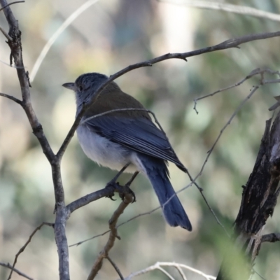 Colluricincla harmonica (Grey Shrikethrush) at Stromlo, ACT - 8 Sep 2023 by JimL