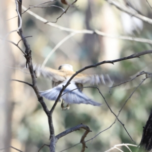 Colluricincla harmonica at Stromlo, ACT - 9 Sep 2023 09:06 AM