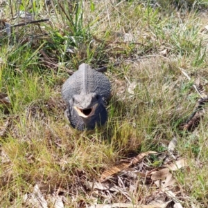 Pogona barbata at Queanbeyan West, NSW - 9 Sep 2023