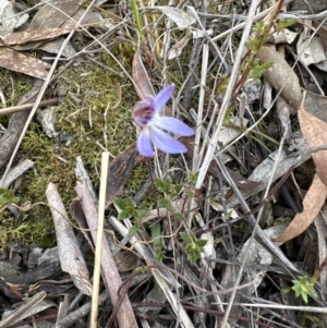 Cyanicula caerulea at Aranda, ACT - suppressed