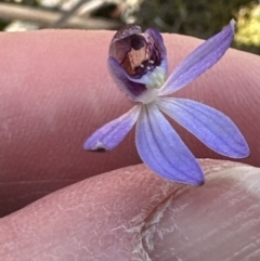 Cyanicula caerulea at Aranda, ACT - 9 Sep 2023