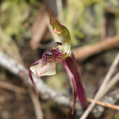 Chiloglottis seminuda (Turtle Orchid) at ANBG South Annex - 19 Jun 2023 by RobG1