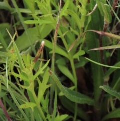 Haloragis heterophylla (Variable Raspwort) at Dry Plain, NSW - 16 Dec 2022 by AndyRoo