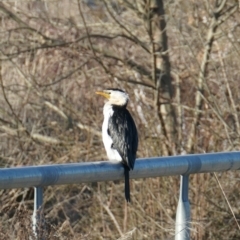 Microcarbo melanoleucos (Little Pied Cormorant) at Holder, ACT - 29 Aug 2023 by AJB