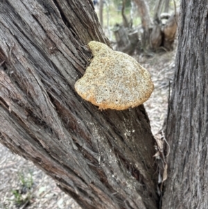 Laetiporus portentosus at Aranda, ACT - 9 Sep 2023 12:35 PM