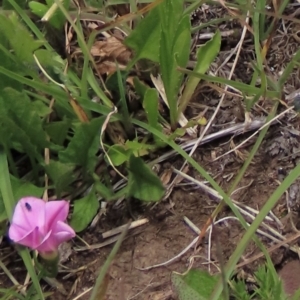 Convolvulus angustissimus subsp. angustissimus at Dry Plain, NSW - 17 Dec 2022