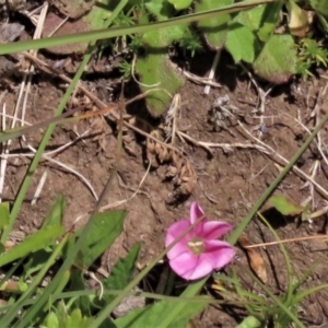 Convolvulus angustissimus subsp. angustissimus at Dry Plain, NSW - 17 Dec 2022