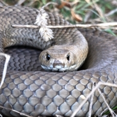 Pseudonaja textilis (Eastern Brown Snake) at Jerrabomberra Wetlands - 25 Aug 2023 by davidcunninghamwildlife