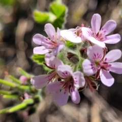 Pelargonium australe (Austral Stork's-bill) at Narrawallee, NSW - 9 Sep 2023 by trevorpreston