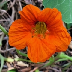 Tropaeolum majus (Nasturtium) at Narrawallee, NSW - 9 Sep 2023 by trevorpreston