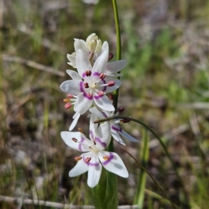 Wurmbea dioica subsp. dioica at Majura, ACT - 9 Sep 2023