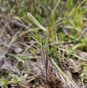 Caladenia actensis at suppressed - suppressed