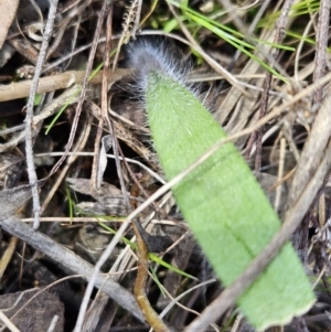 Caladenia actensis at suppressed - suppressed