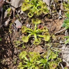 Drosera sp. (A Sundew) at Majura, ACT - 9 Sep 2023 by AaronClausen