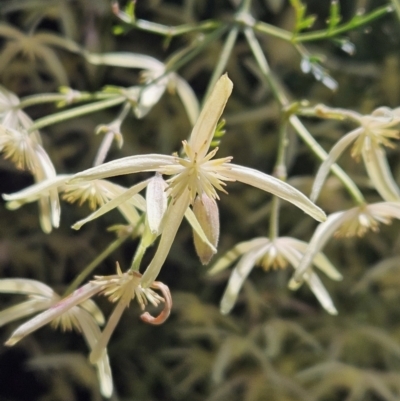 Clematis leptophylla (Small-leaf Clematis, Old Man's Beard) at Majura, ACT - 9 Sep 2023 by AaronClausen