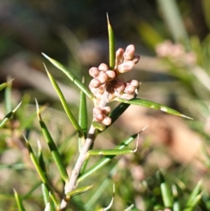 Lissanthe strigosa subsp. subulata at Gundaroo, NSW - 21 Jun 2023