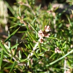 Lissanthe strigosa subsp. subulata at Gundaroo, NSW - 21 Jun 2023