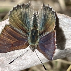 Paralucia crosbyi (Violet Copper Butterfly) at Anembo, NSW - 9 Sep 2023 by david.moore