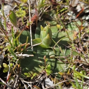 Hymenochilus sp. at Majura, ACT - suppressed