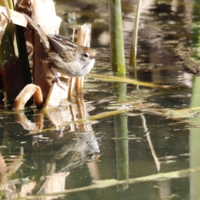 Poodytes gramineus (Little Grassbird) at Jerrabomberra Wetlands - 24 Jul 2023 by JimL
