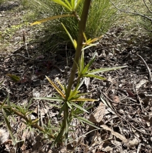 Solanum linearifolium at Aranda, ACT - 9 Sep 2023 03:05 PM