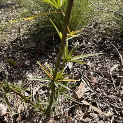 Solanum linearifolium (Kangaroo Apple) at Aranda, ACT - 9 Sep 2023 by lbradley