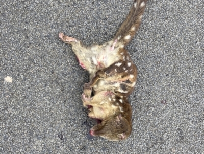 Dasyurus maculatus (Spotted-tailed Quoll) at Jingera, NSW - 19 Jun 2023 by david.moore