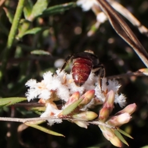 Lasioglossum (Parasphecodes) sp. (genus & subgenus) at Cook, ACT - 7 Sep 2023