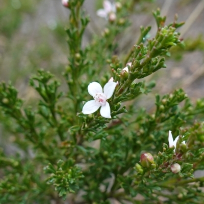 Boronia anemonifolia subsp. anemonifolia - 1 Jan 1900 by RobG1