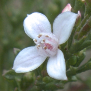 Boronia anemonifolia subsp. anemonifolia at Tallong, NSW - 22 Jun 2023