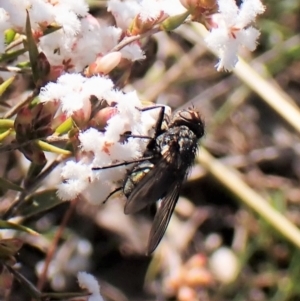 Calliphoridae (family) at Cook, ACT - 7 Sep 2023 02:19 PM