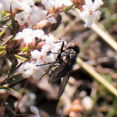 Calliphoridae (family) (Unidentified blowfly) at Mount Painter - 7 Sep 2023 by CathB