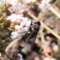 Calliphoridae (family) at Cook, ACT - 7 Sep 2023 02:19 PM