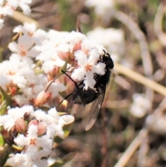 Calliphoridae (family) at Cook, ACT - 7 Sep 2023 02:19 PM