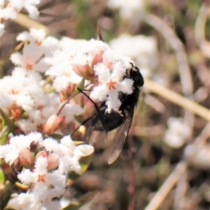 Calliphoridae (family) at Cook, ACT - 7 Sep 2023 02:19 PM