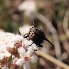 Calliphoridae (family) at Cook, ACT - 7 Sep 2023 02:19 PM