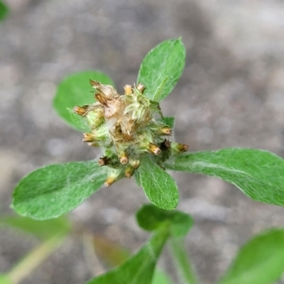 Gamochaeta sp. (Cudweed) at Ulladulla, NSW - 9 Sep 2023 by trevorpreston