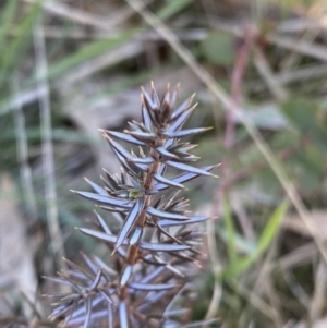 Juniperus communis at Hawker, ACT - 7 Sep 2023