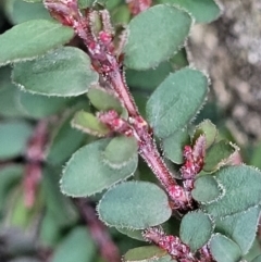 Euphorbia prostrata (Red Caustic Weed) at Ulladulla, NSW - 9 Sep 2023 by trevorpreston